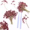 Dark Red 70 Pcs Dried Babys Breath Pressed Flowers Bulk.Vacuum-Packed Mini Dried Babies Breath Flowe Specimen +2 Tweezers, for Resin Art /DIY Making Wedding Card/ Home Party Decor.